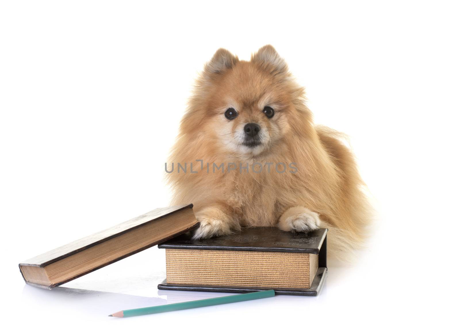 young pomeranian in front of white background