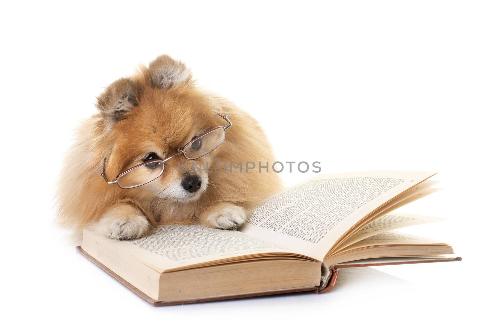 young pomeranian in front of white background