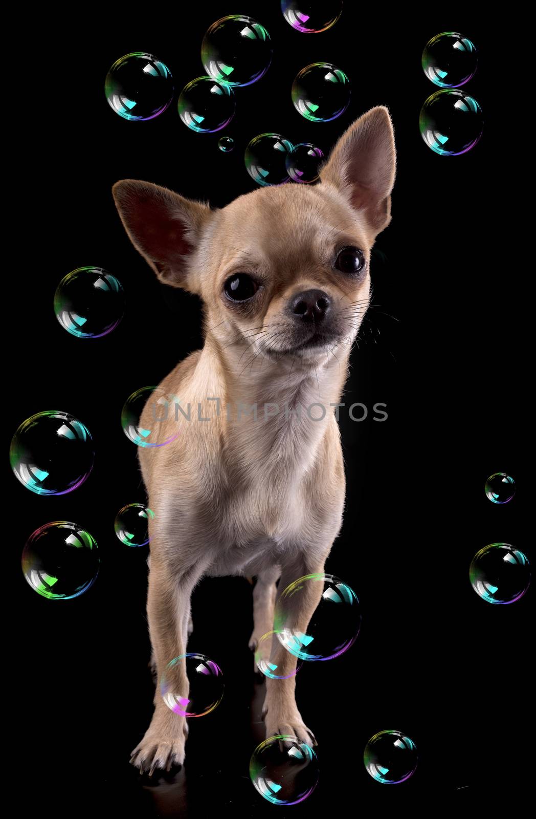 purebred chihuahua in front of black background