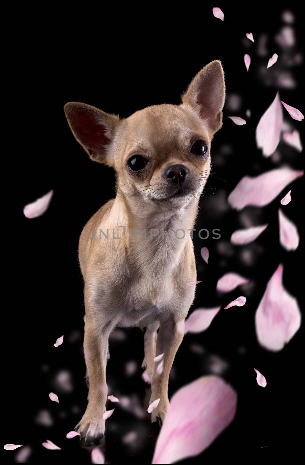 purebred chihuahua in front of black background