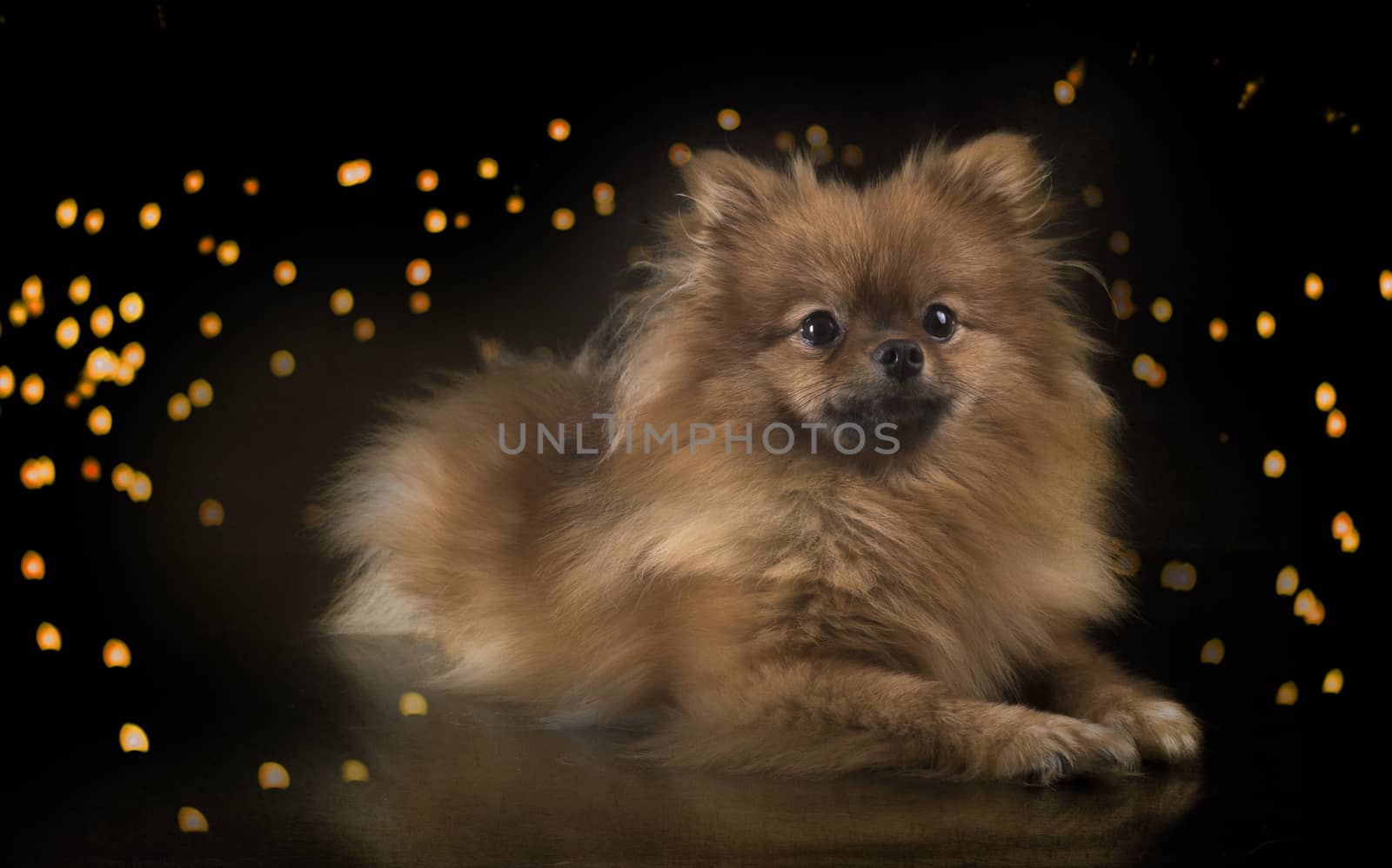 pomeranian dog in front of black background