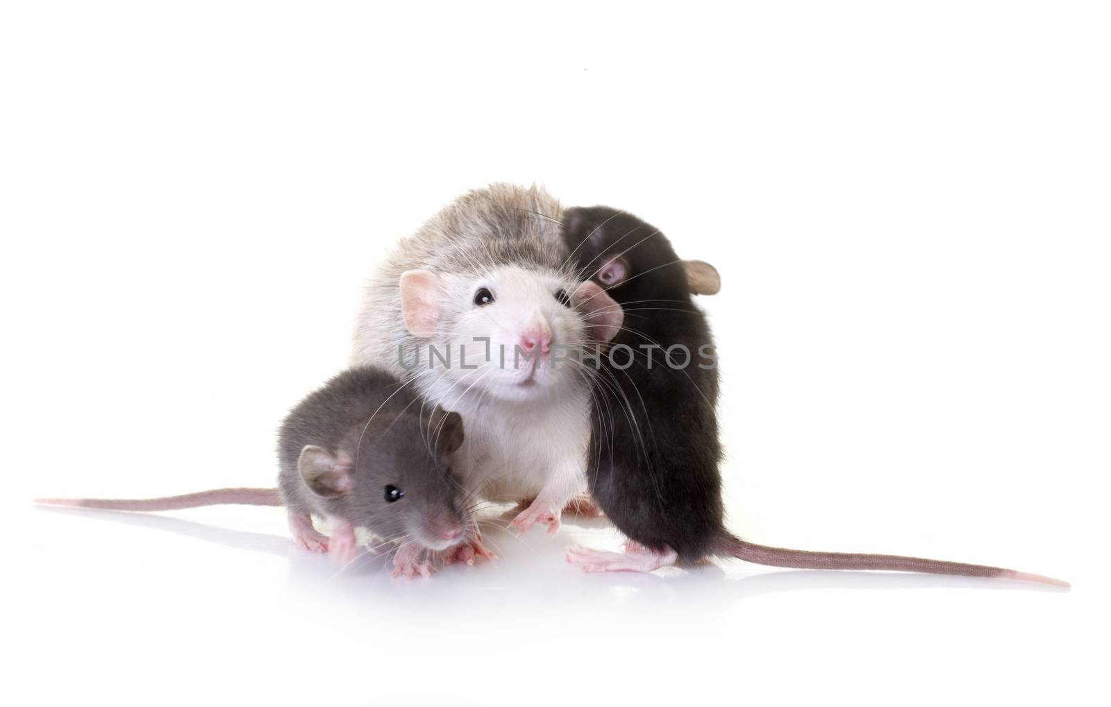 rat and mouses in front of white background