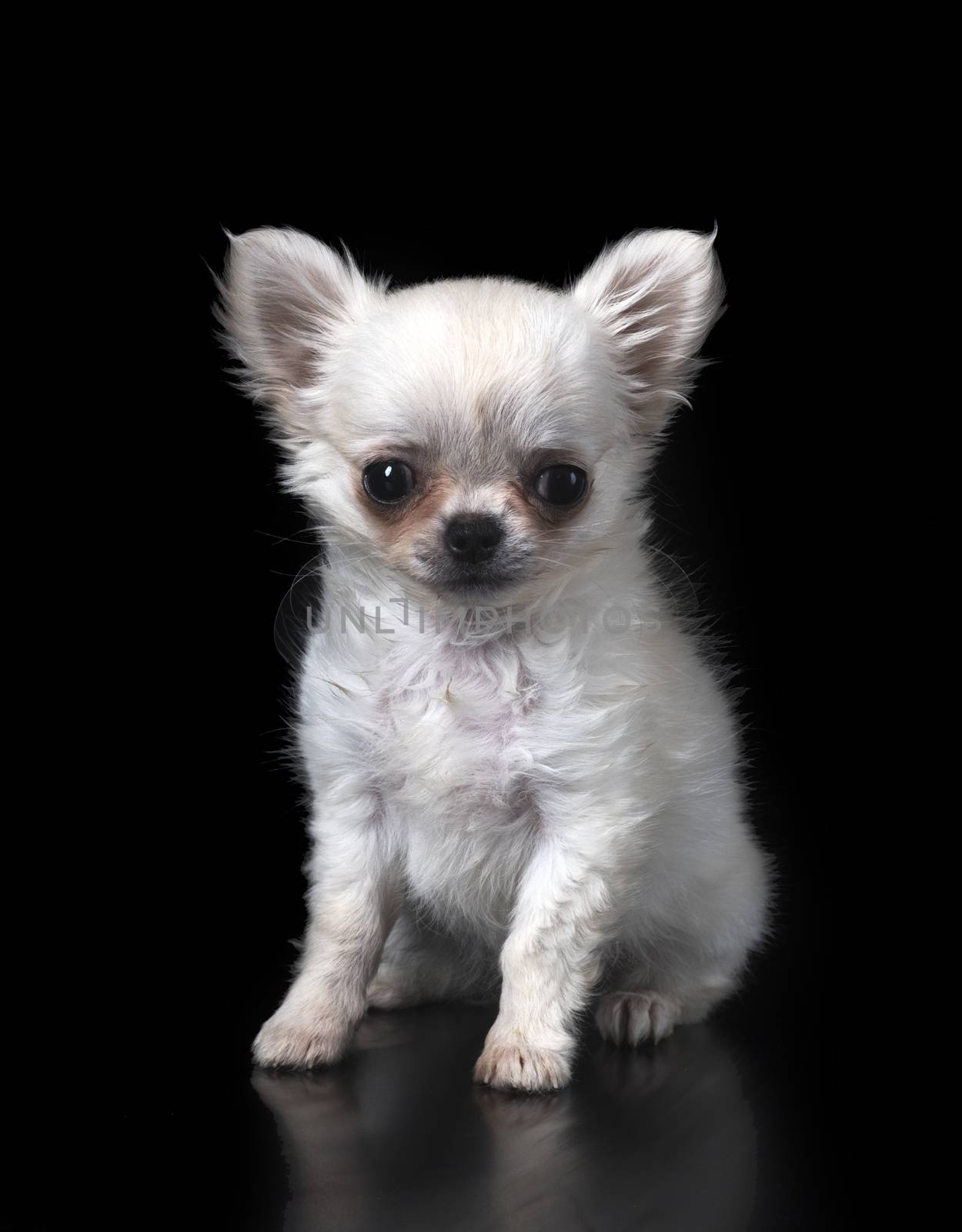 puppy chihuahua in studio by cynoclub