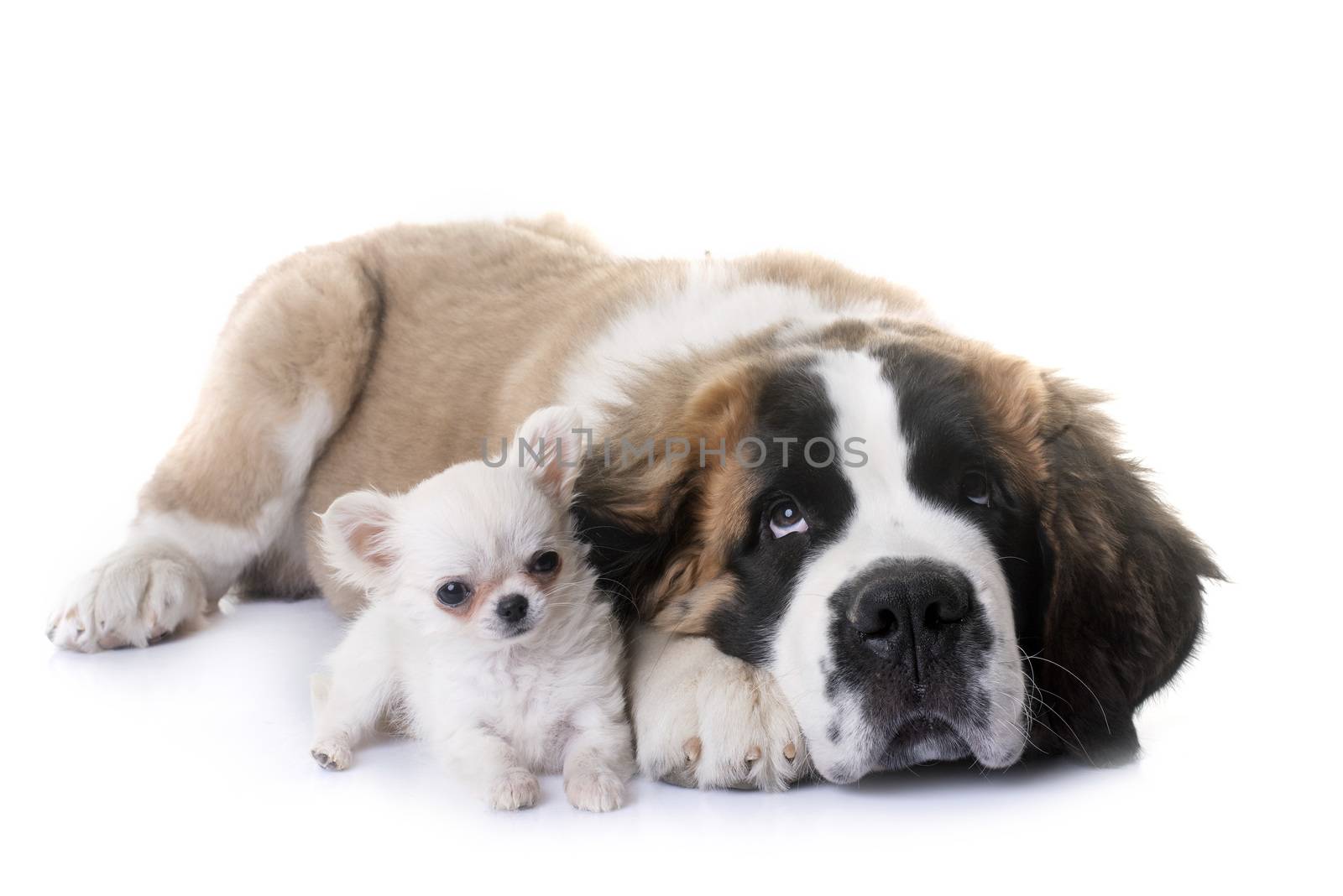 puppies chihuahua and saint bernard in front of white background