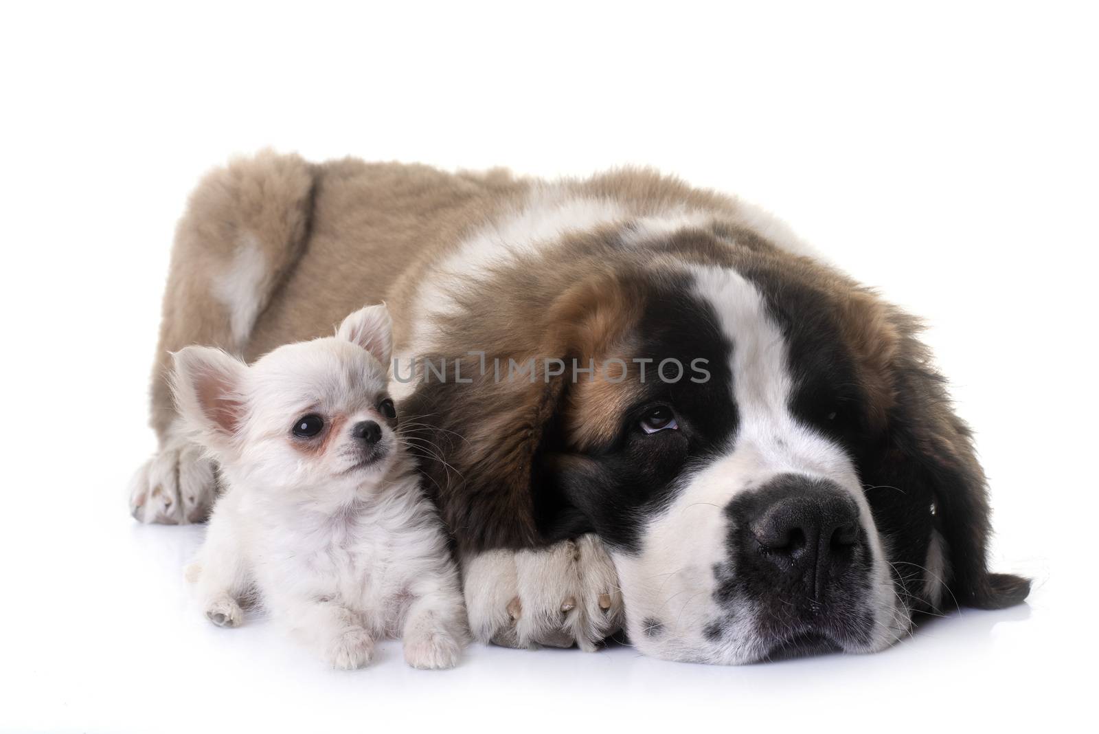 puppies chihuahua and saint bernard in front of white background