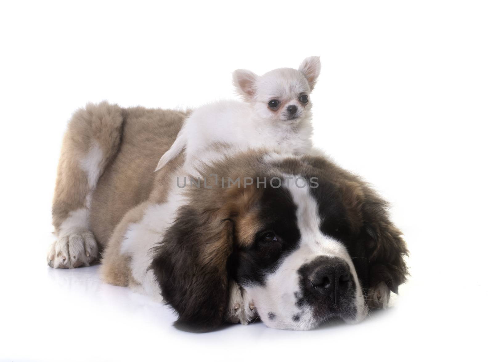 puppies chihuahua and saint bernard by cynoclub