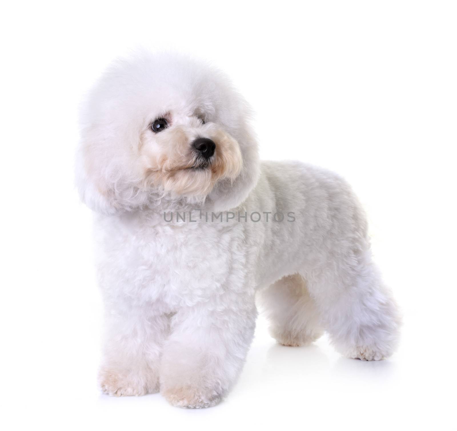 bichon frise in front of white background