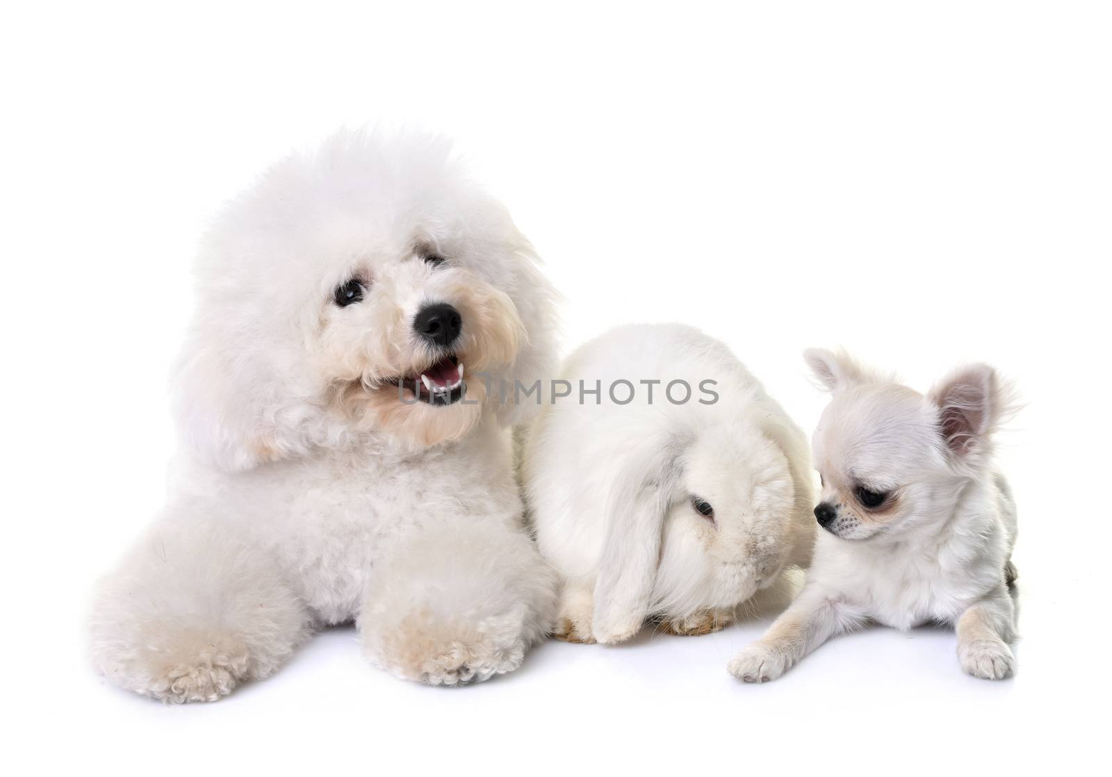 bichon frise, chihuahua  and bunny in front of white background