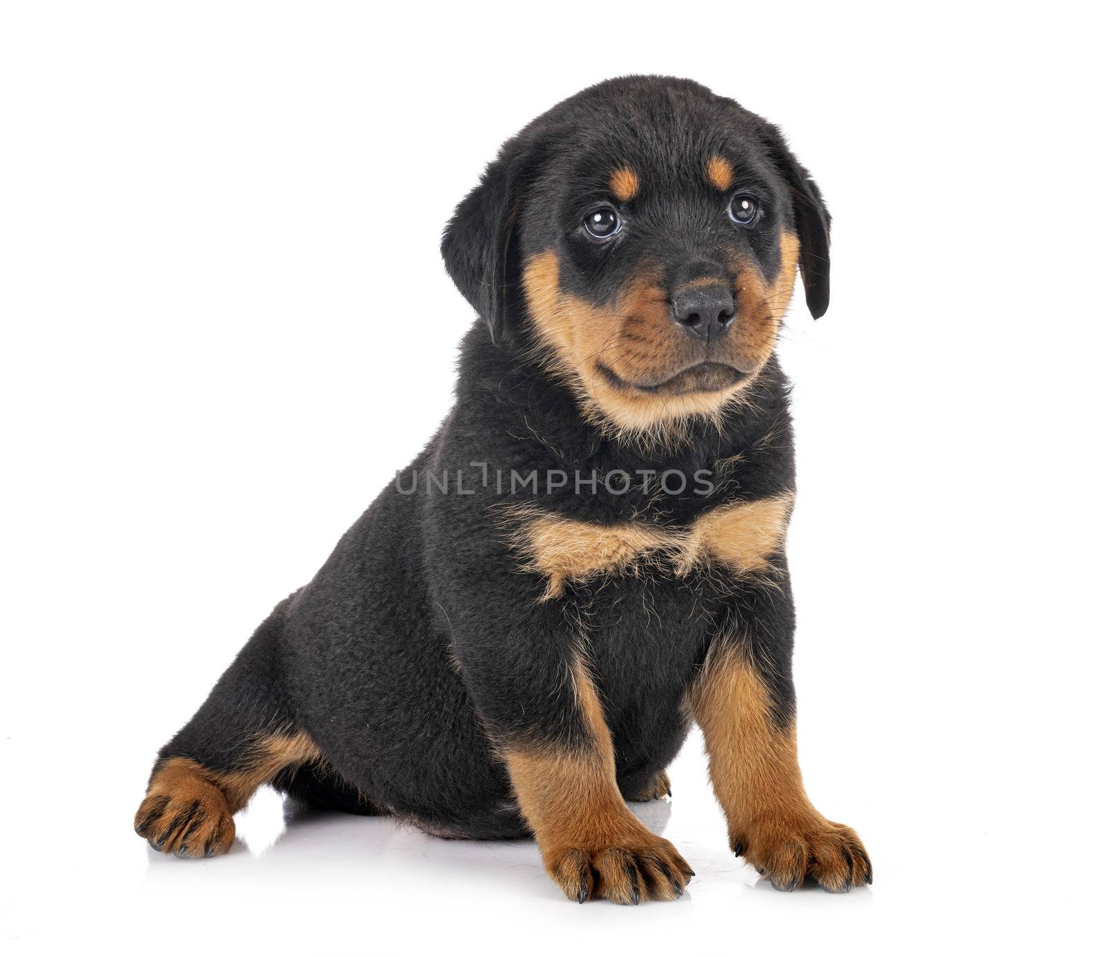 puppy rottweiler in front of white background