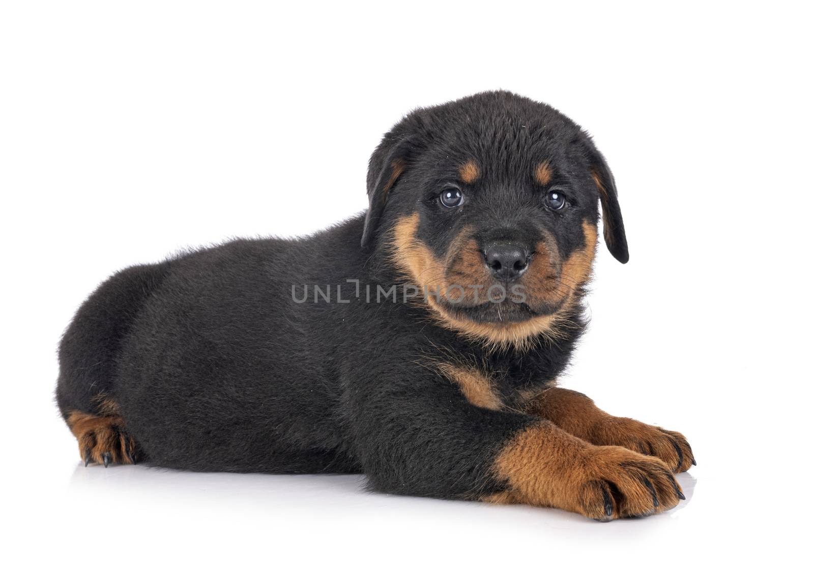 puppy rottweiler in studio by cynoclub