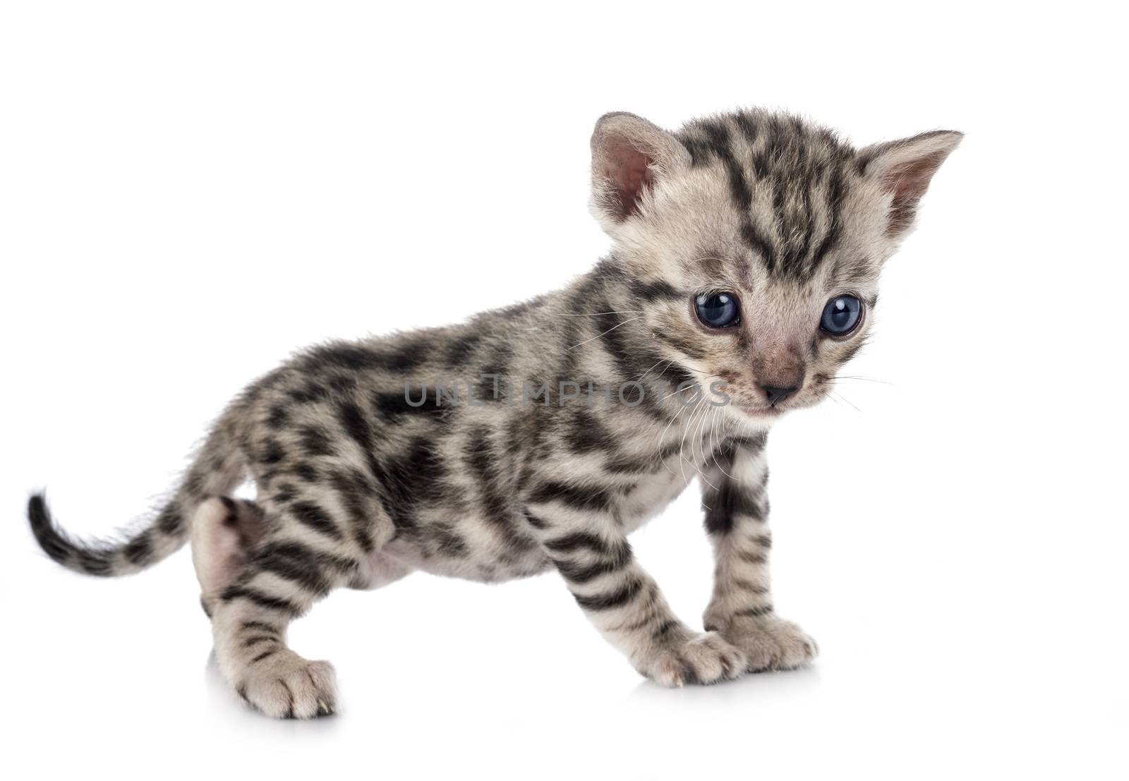 bengal cat in front of white background