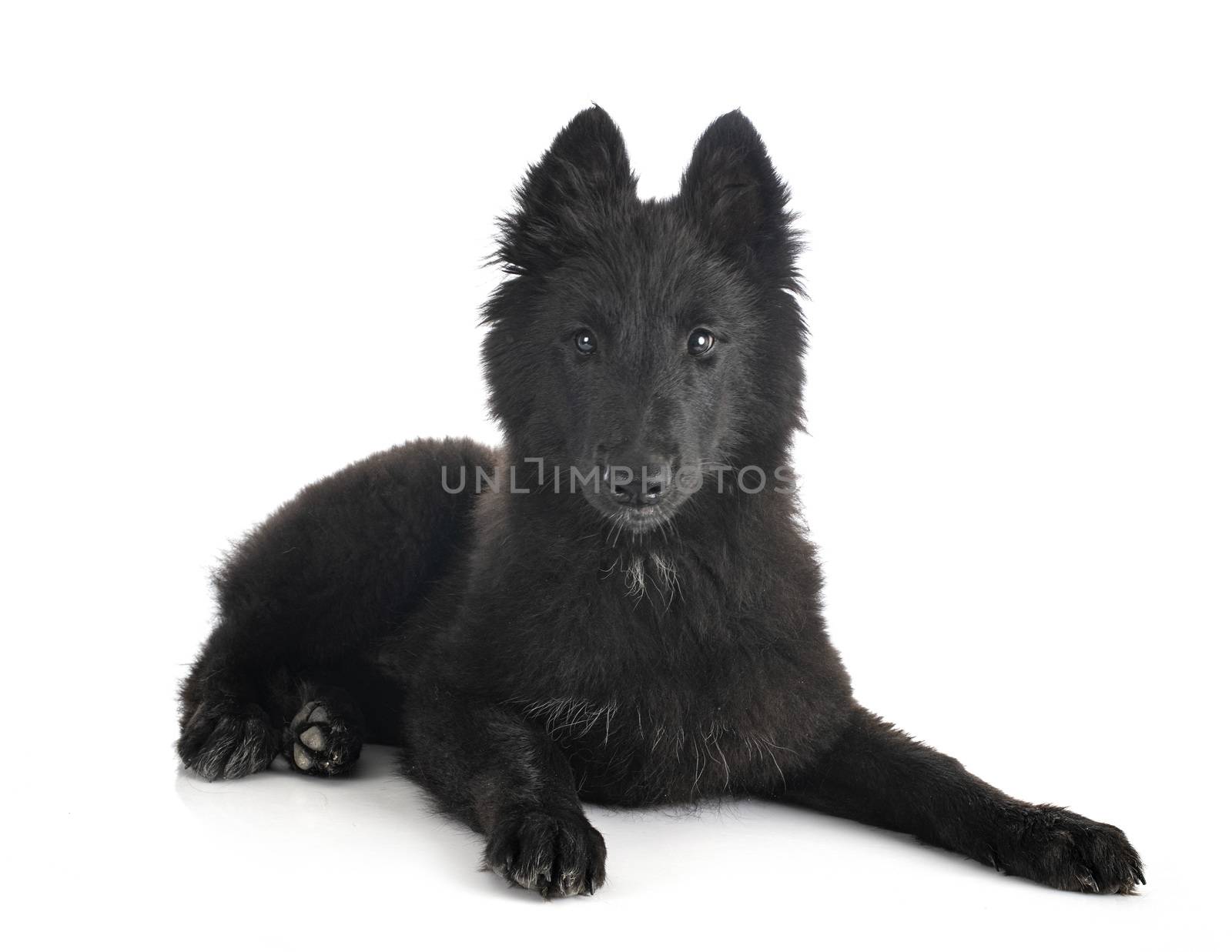 puppy Groenendael dog in front of white background