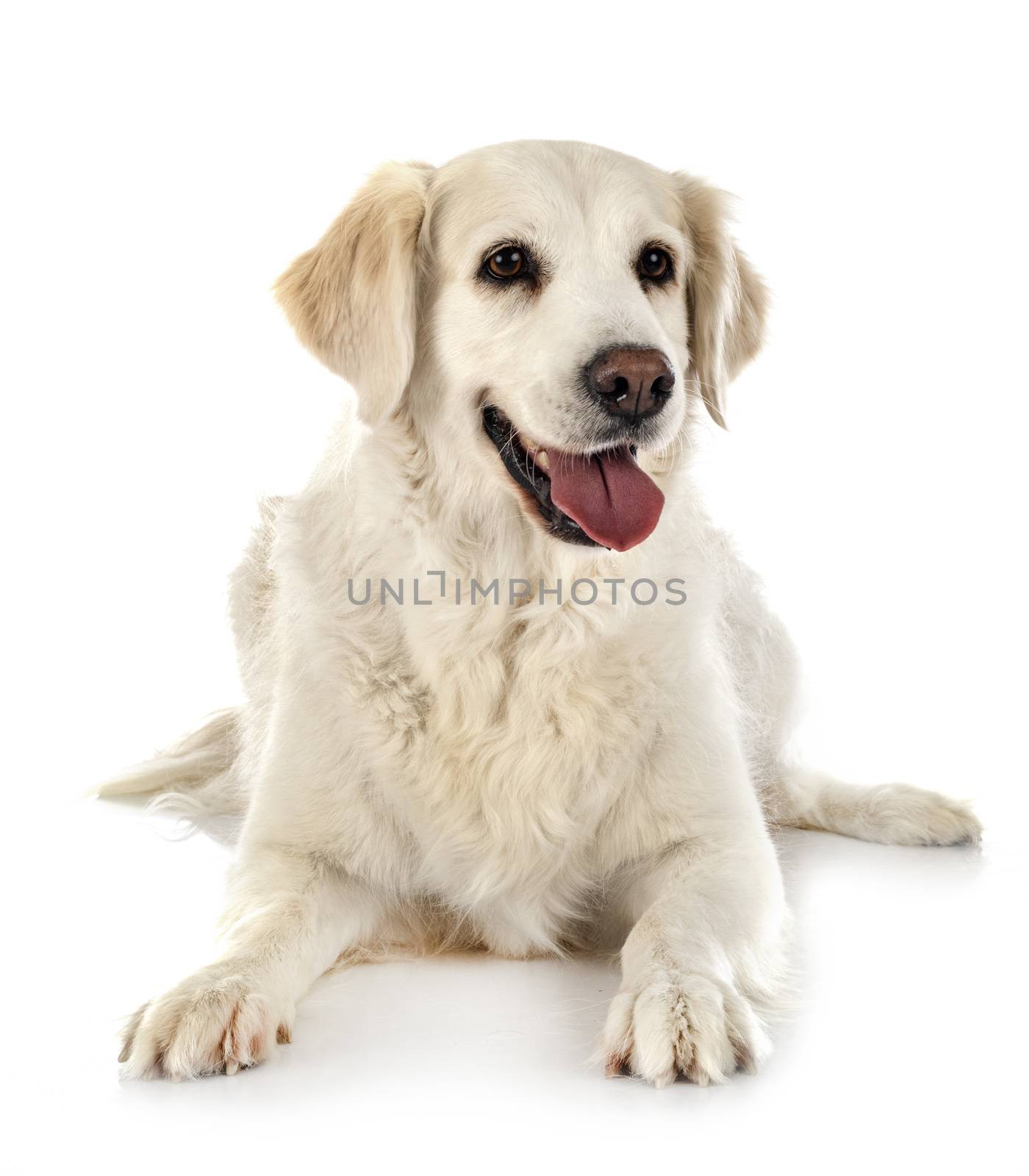 golden retriever in front of white background