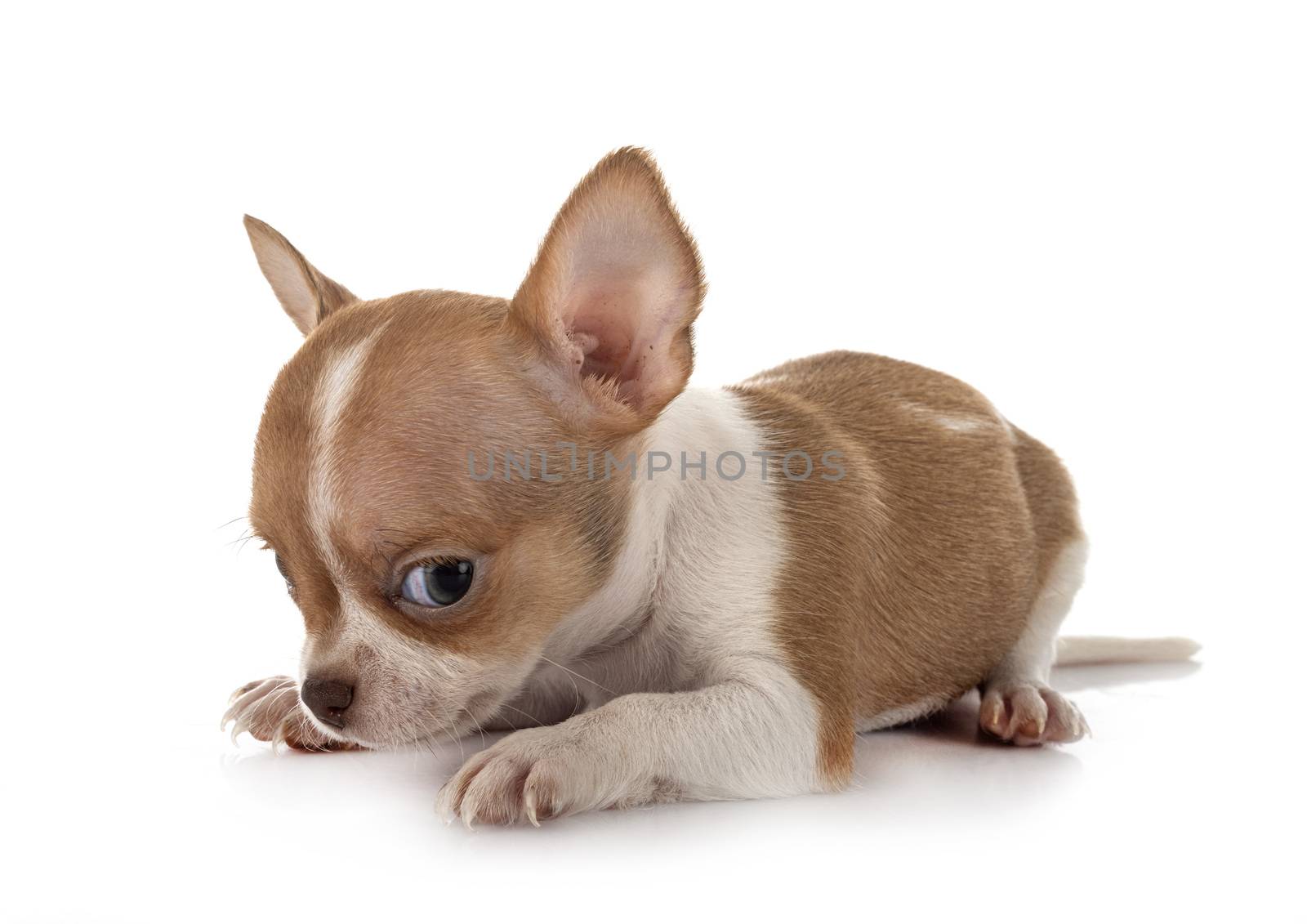 little chihuahua in front of white background