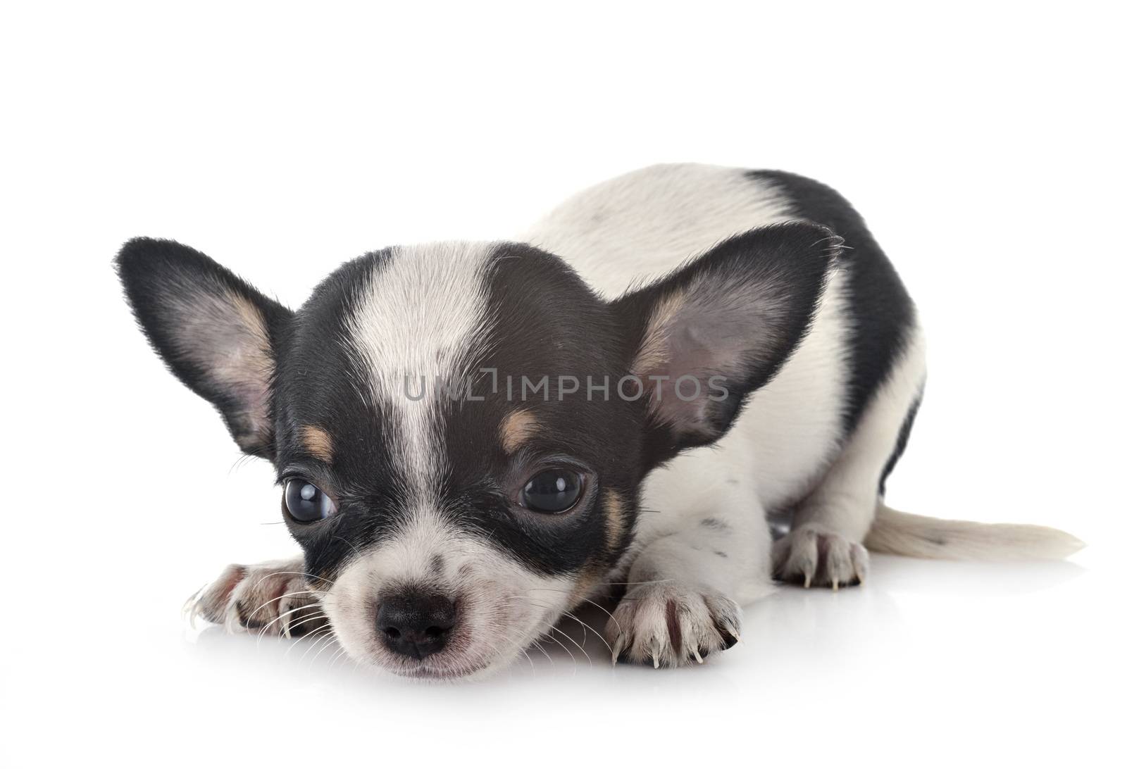 little chihuahua in front of white background