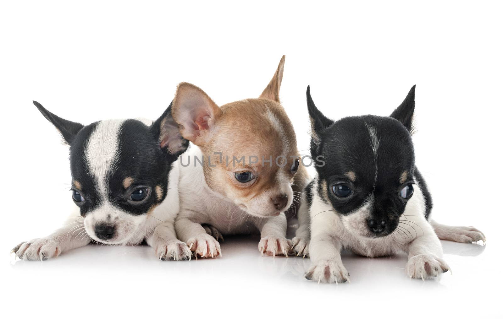 little chihuahuas in front of white background