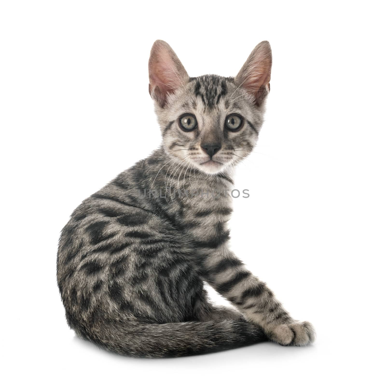 bengal cat in front of white background