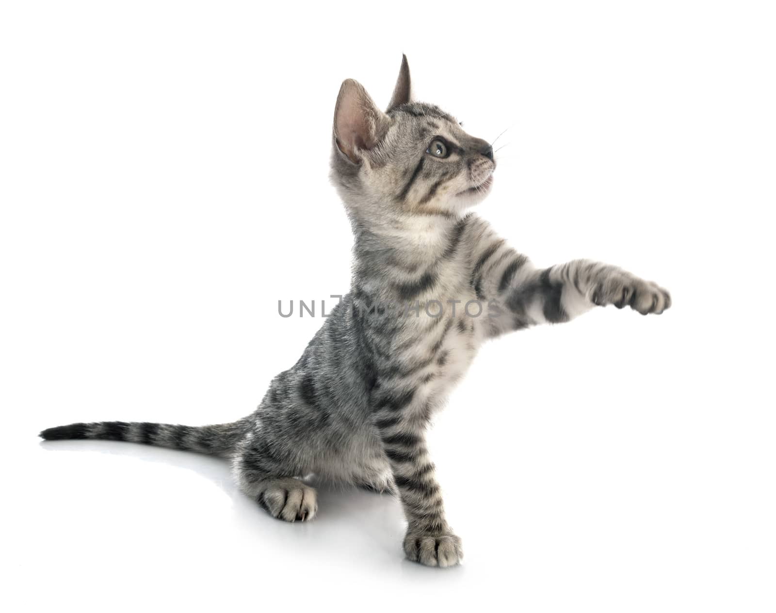 bengal cat in front of white background