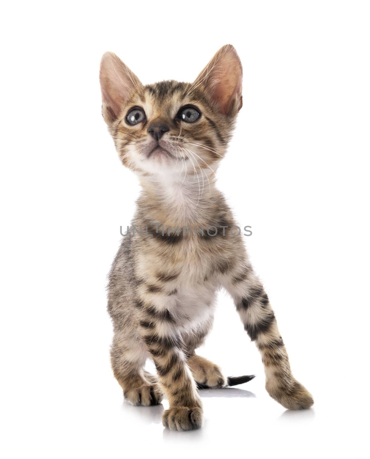 bengal cat in front of white background