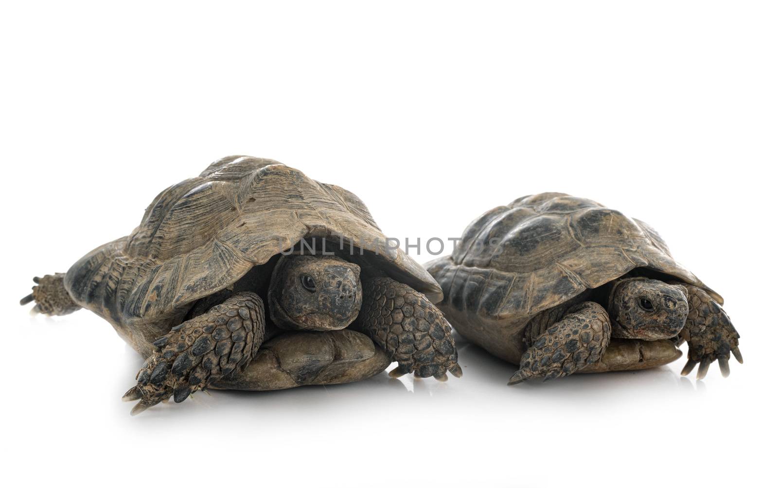 Greek tortoises in studio by cynoclub