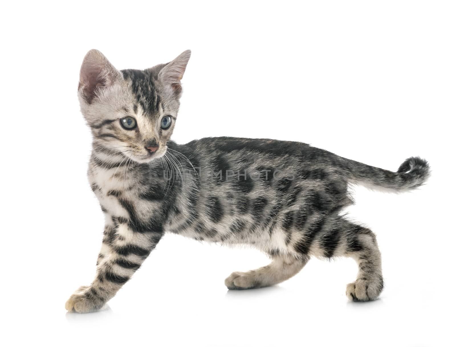 bengal cat in front of white background