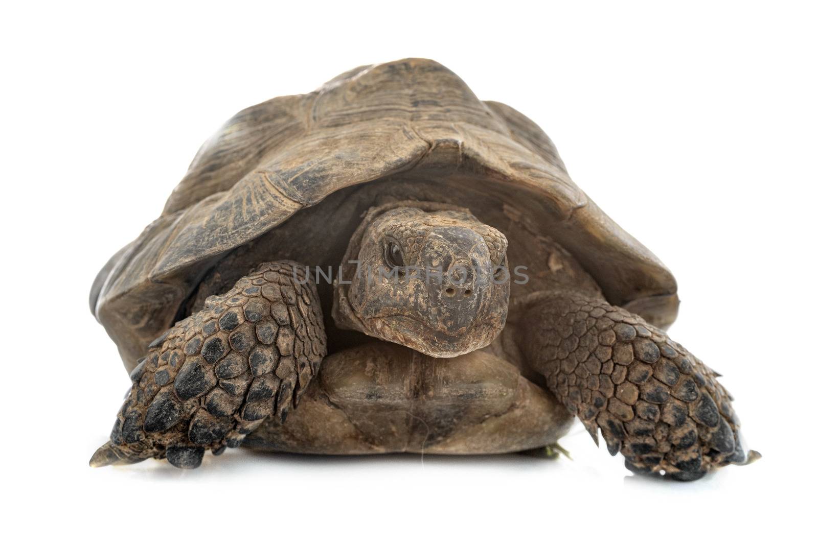 Greek tortoise in front of white background