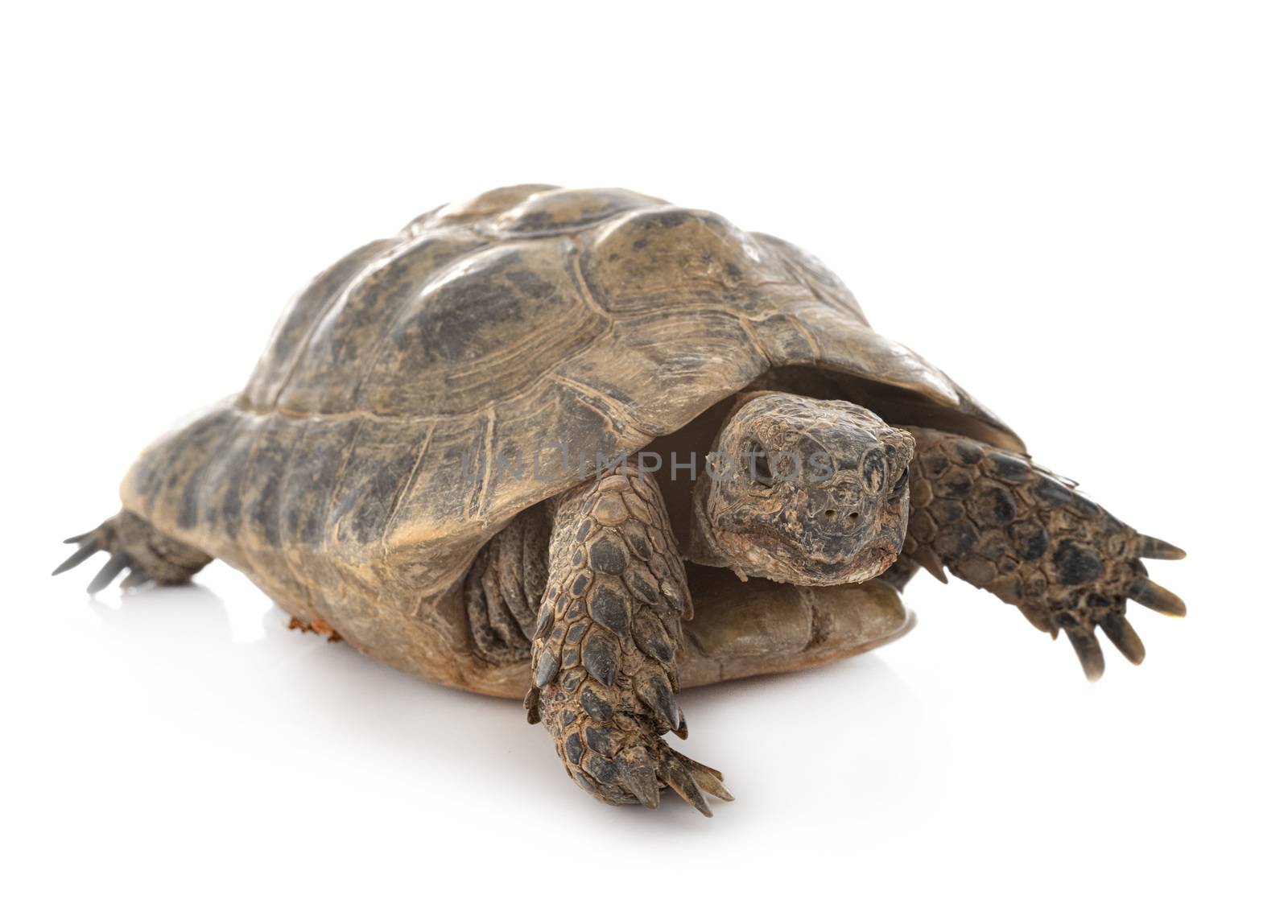 Greek tortoise in front of white background