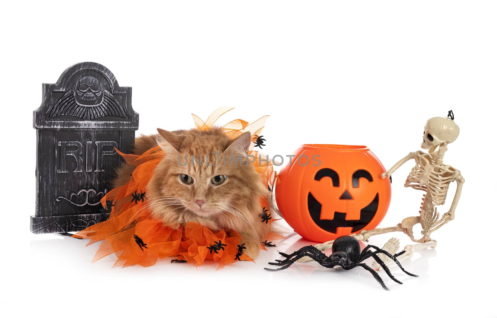 siberian cat in front of white background