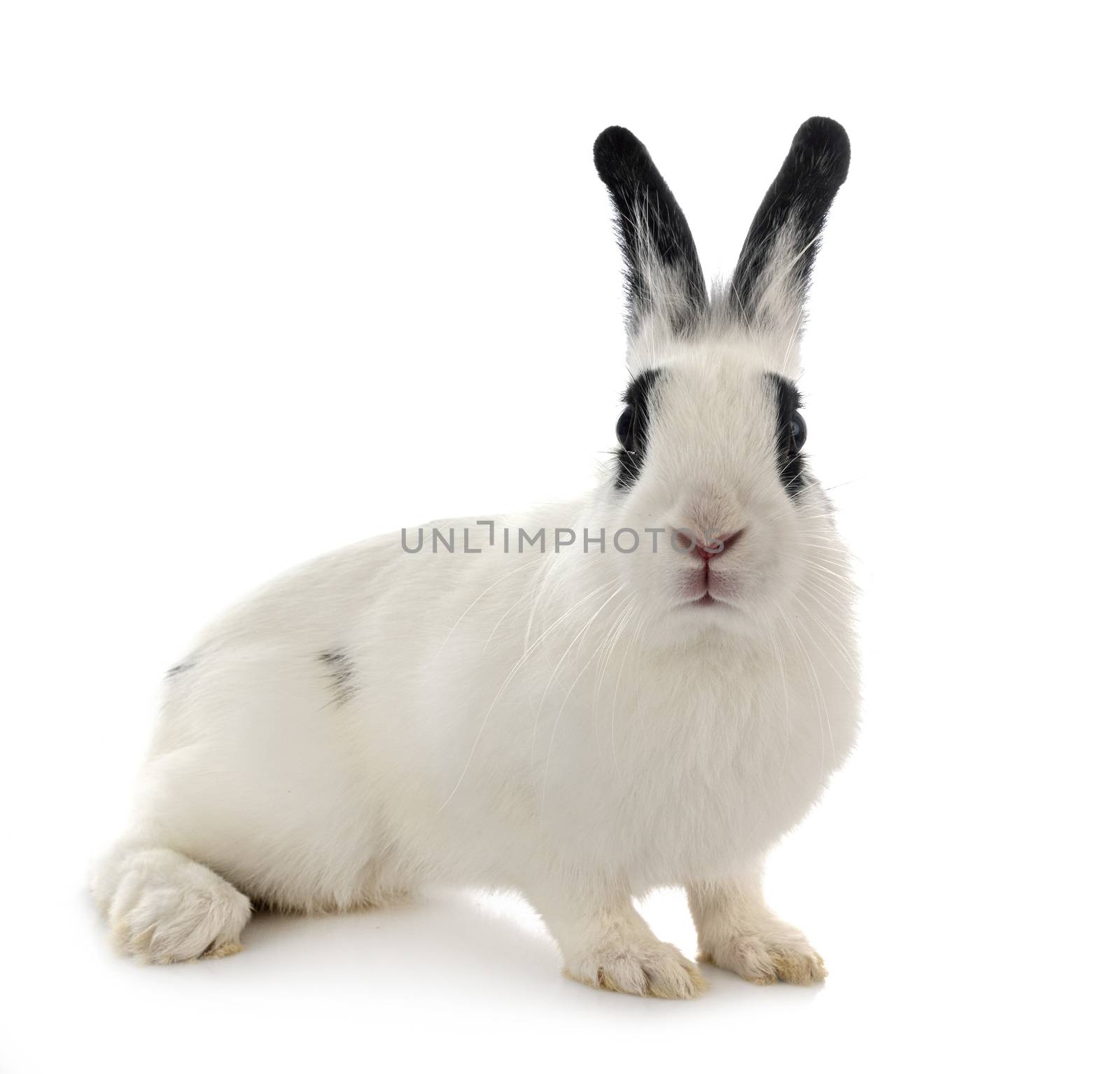 English Spot rabbit in front of white background