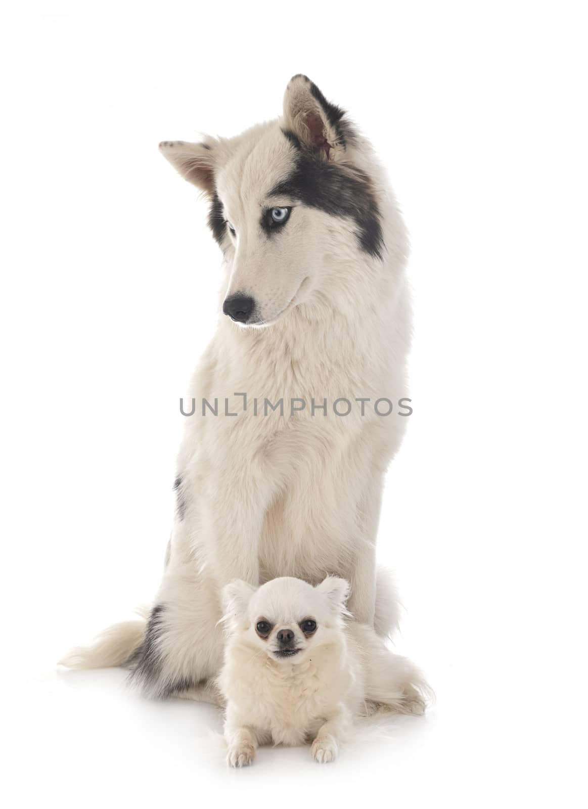 Yakutian Laika and chihuahua by cynoclub