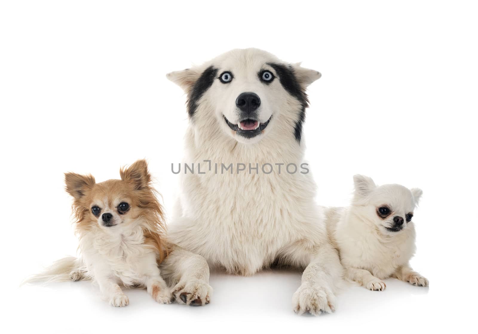 Yakutian Laika and chihuahua in front of white background