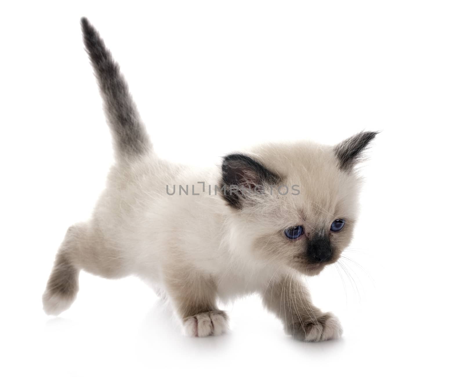 birman kitten in front of white background