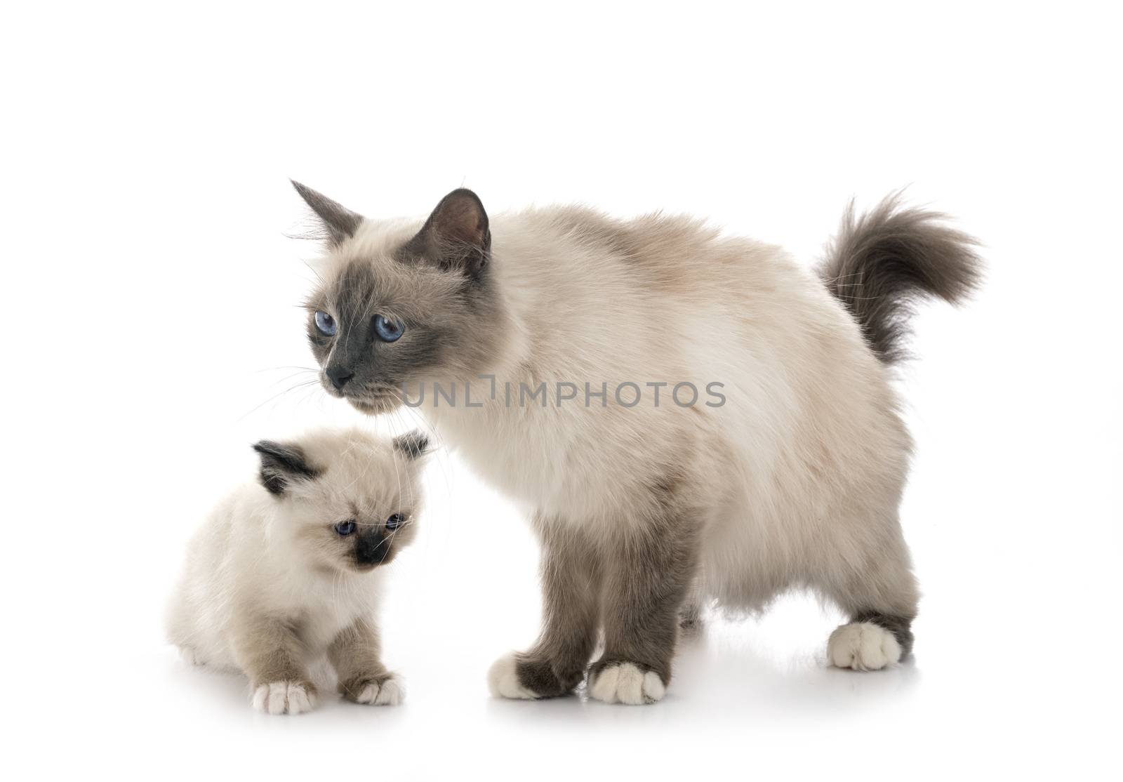 birman kitten and mother in front of white background