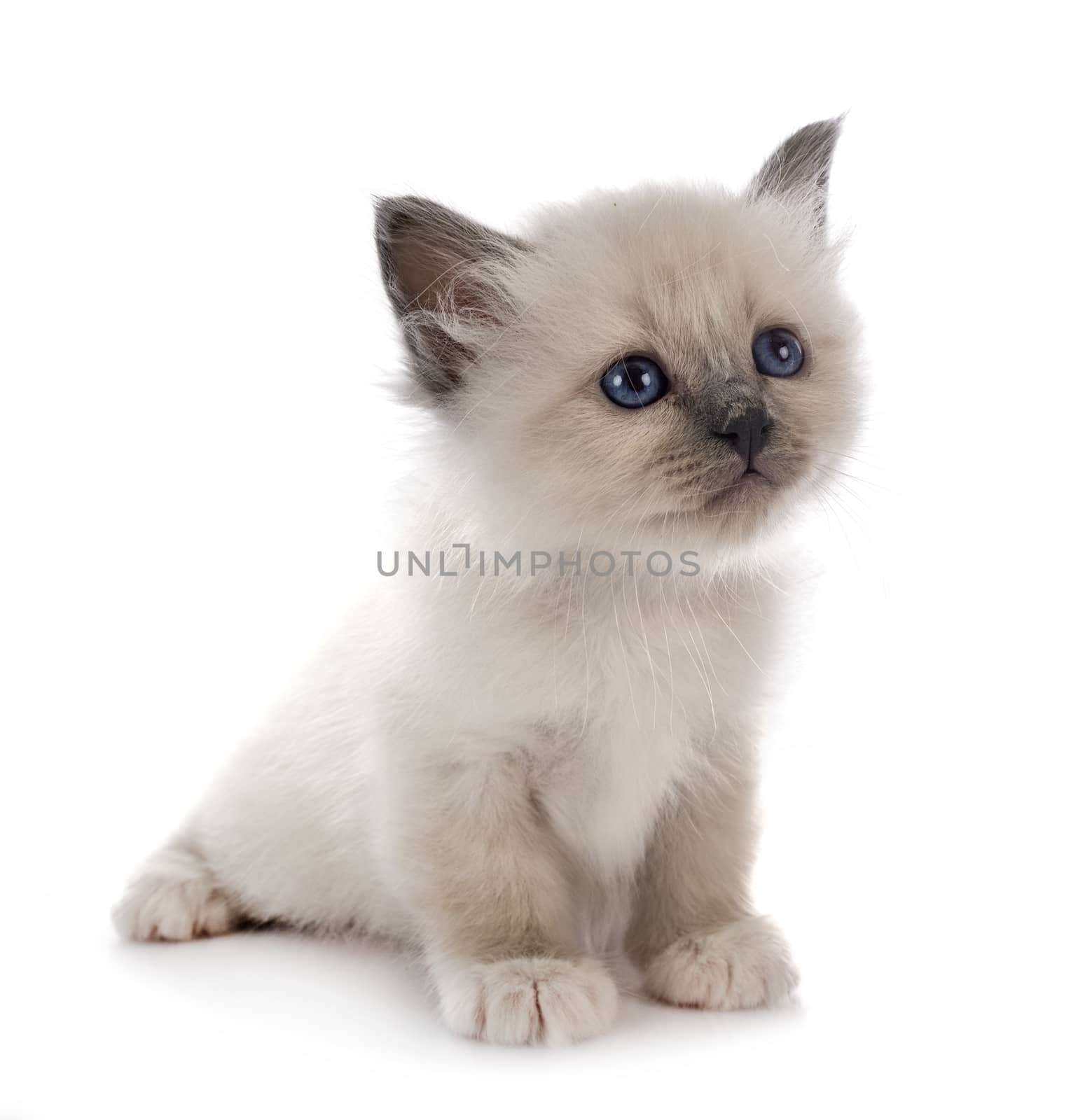 birman kitten in front of white background