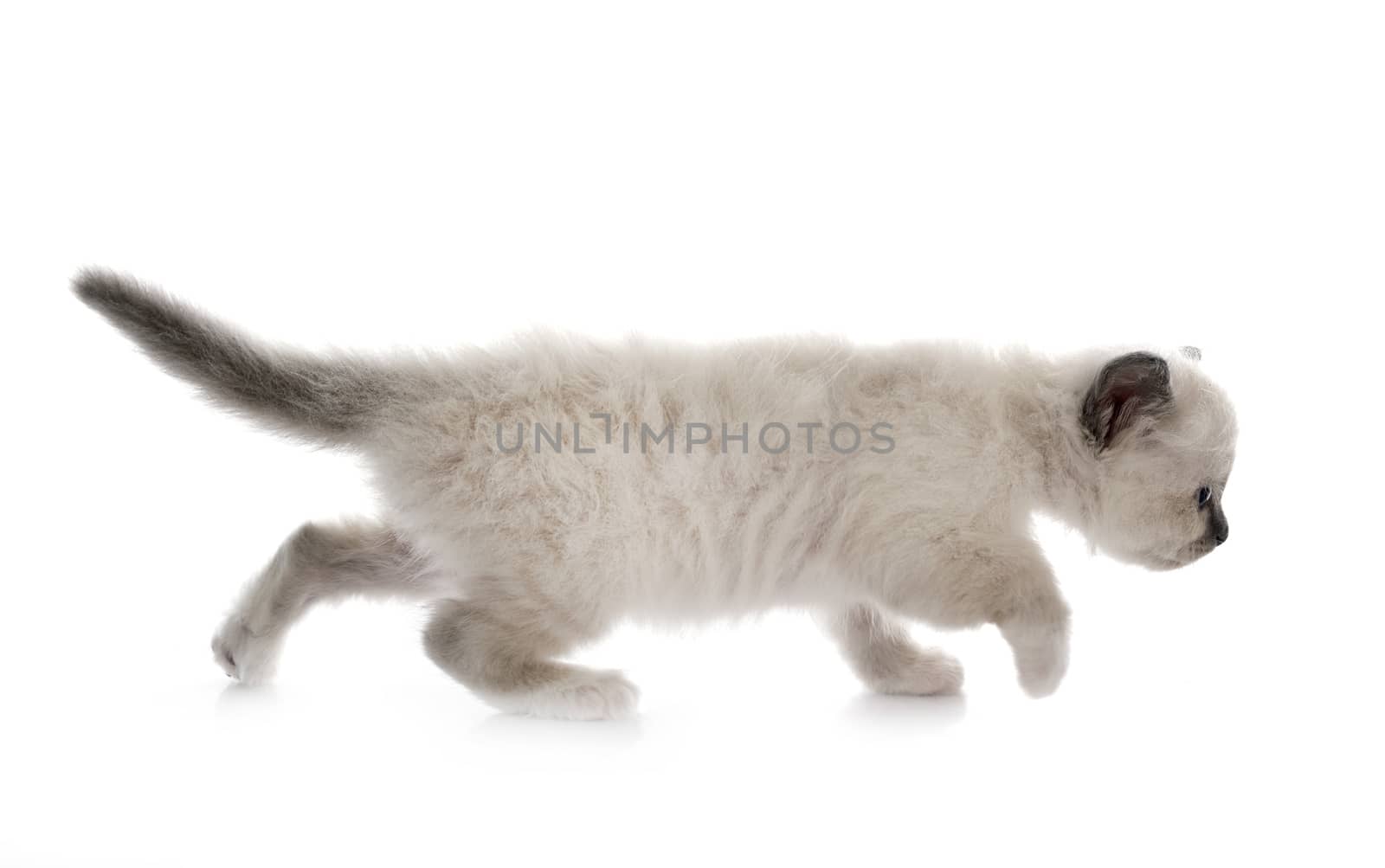 birman kitten in front of white background