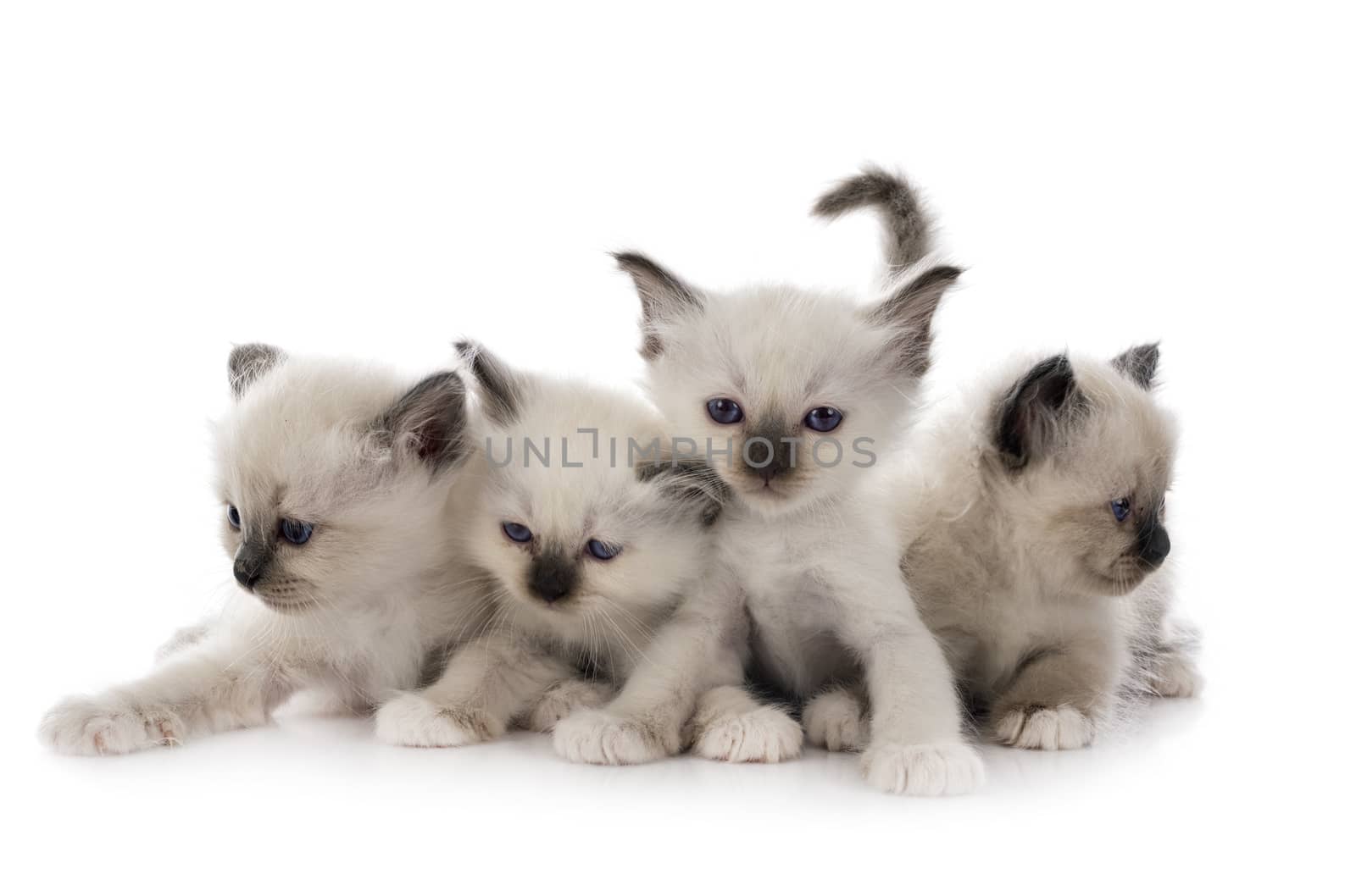 birman kitten in front of white background