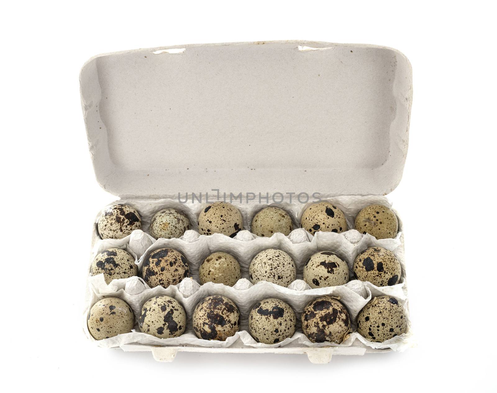 quail eggs in studio by cynoclub