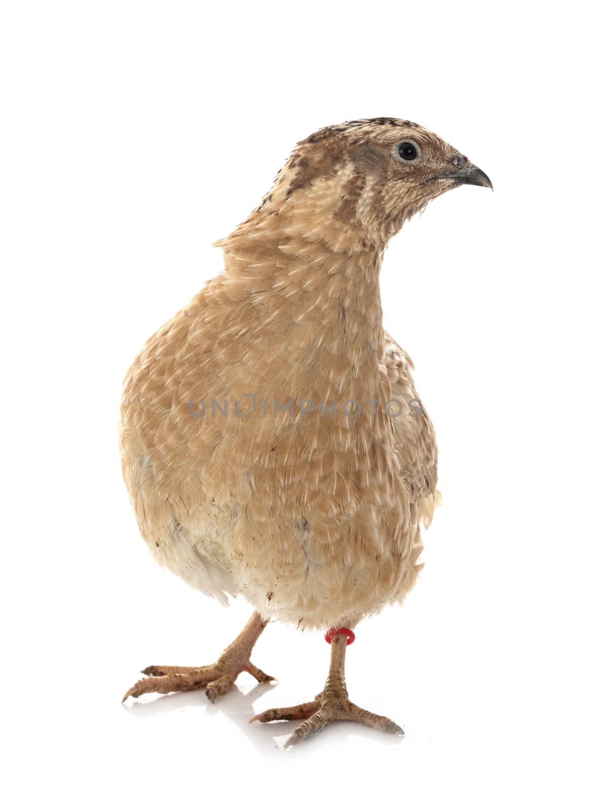 japanese quail in front of white background