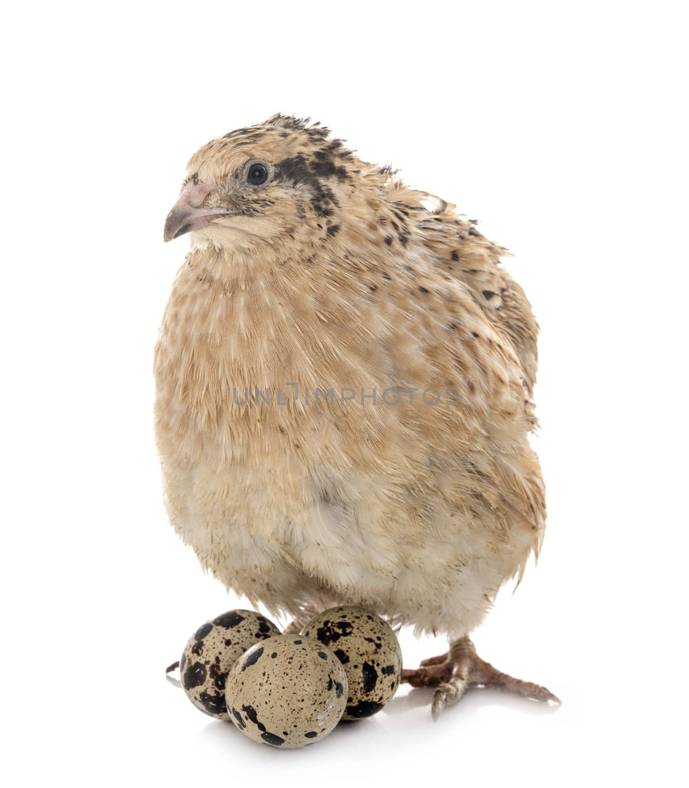 japanese quail in front of white background