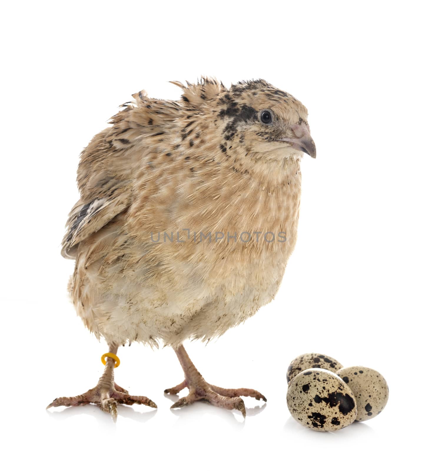 japanese quail in front of white background