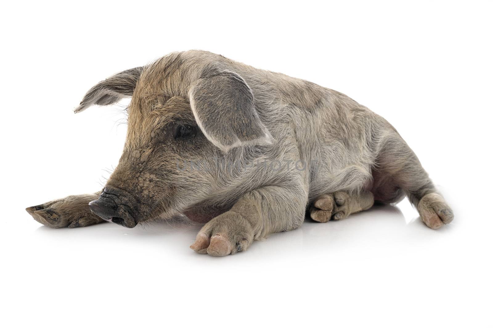 young Mangalica in front of white background