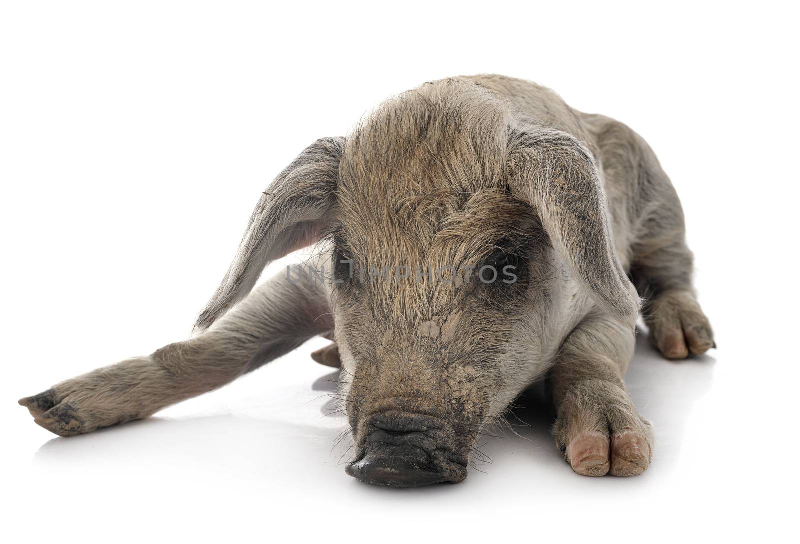 young Mangalica in front of white background