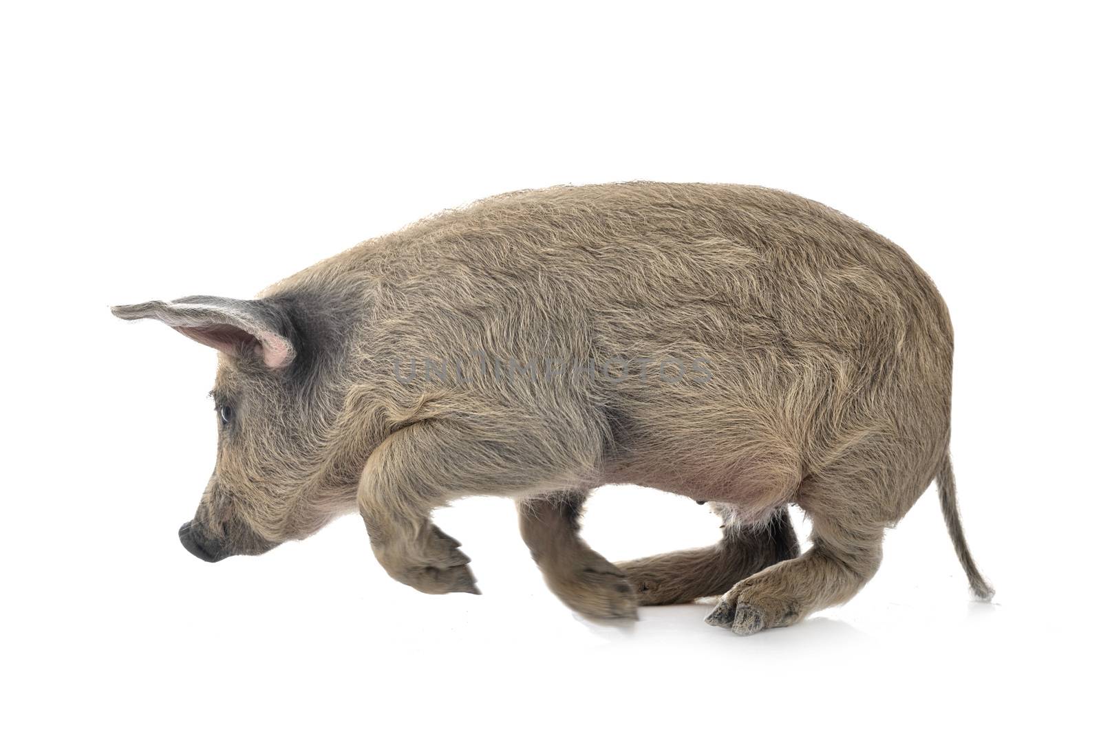 young Mangalica in front of white background