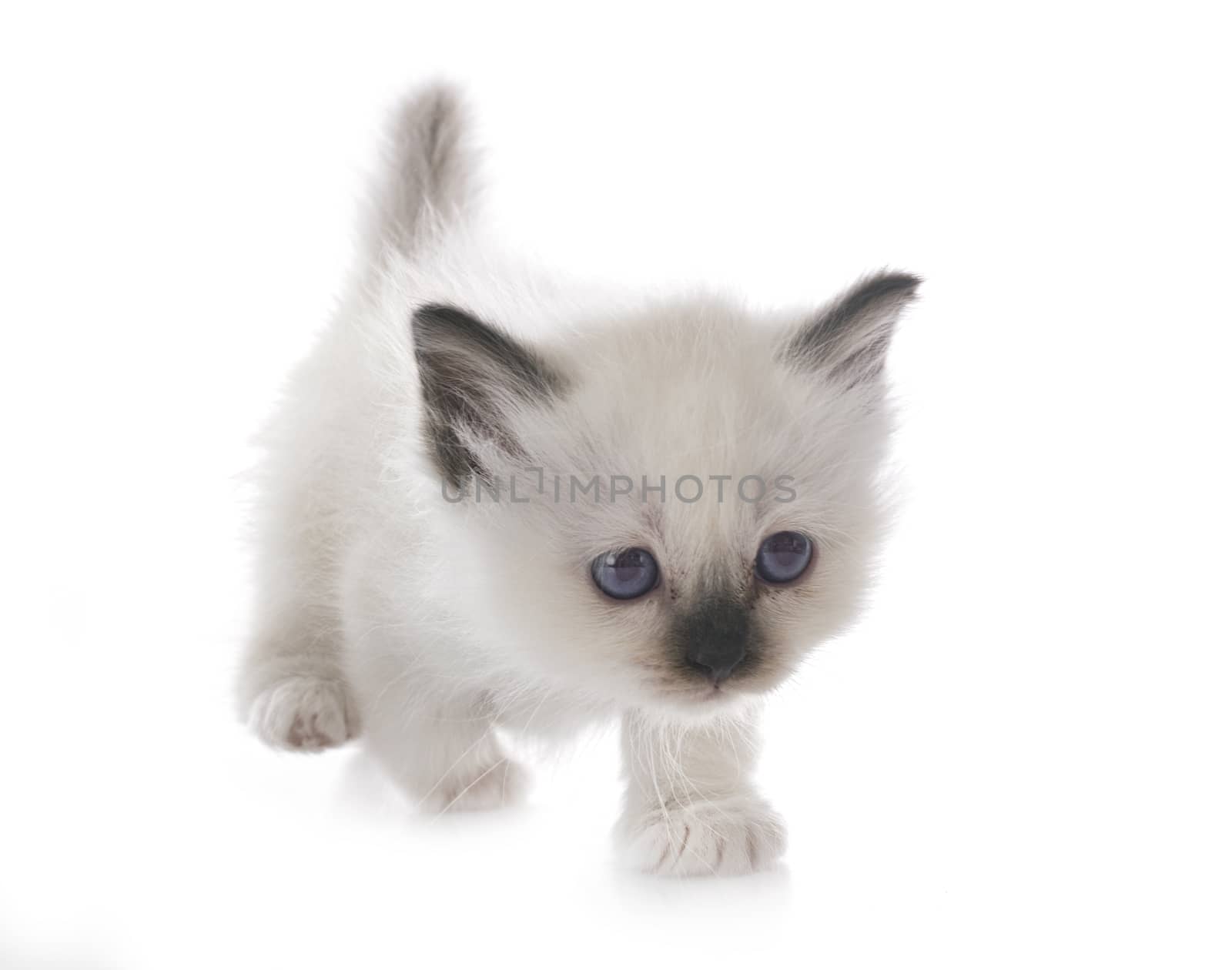 birman kitten in studio by cynoclub