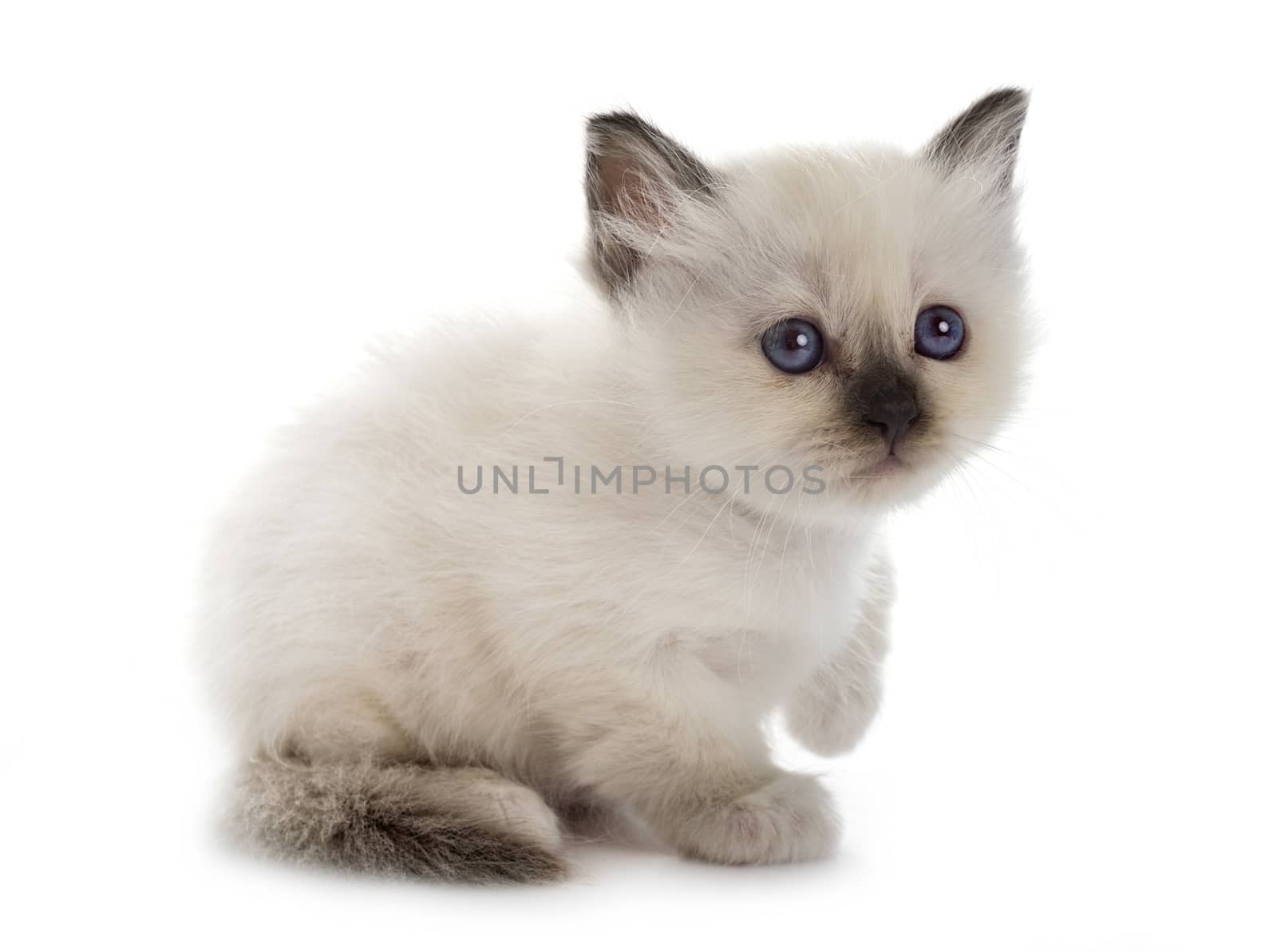 birman kitten in studio by cynoclub