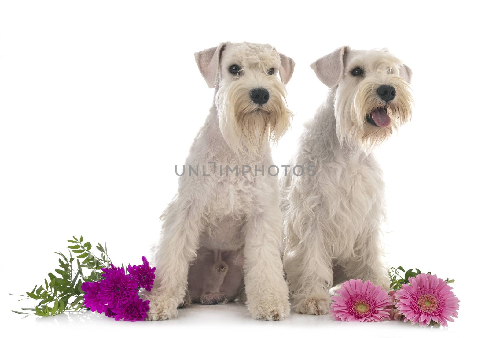 miniature schnauzers in front of white background