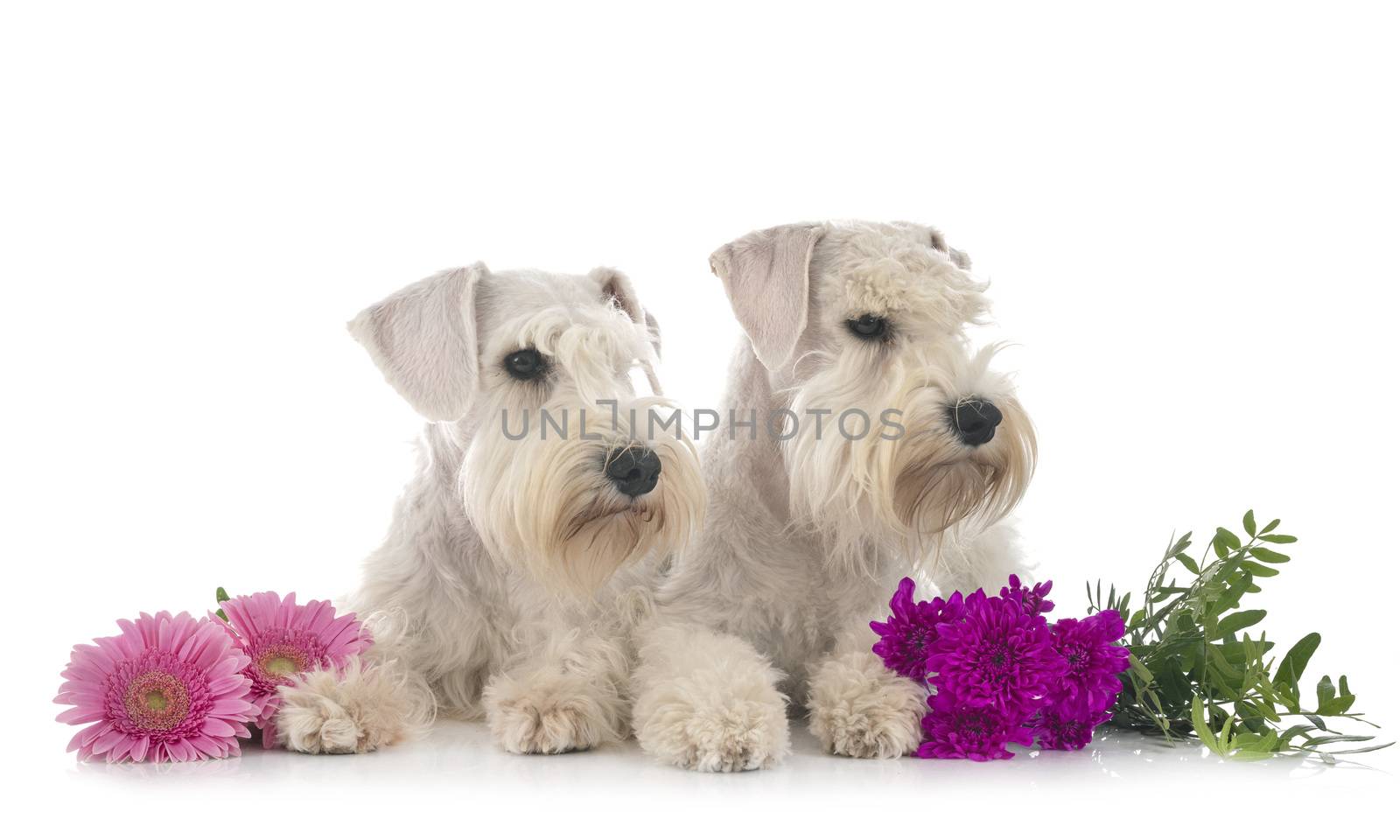 miniature schnauzers in front of white background