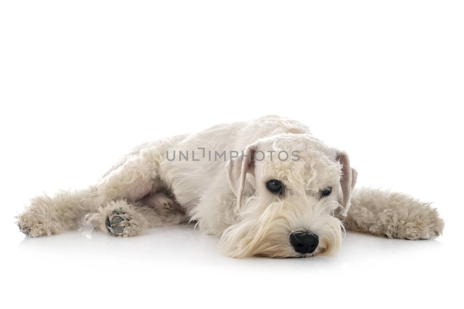 miniature schnauzer in front of white background