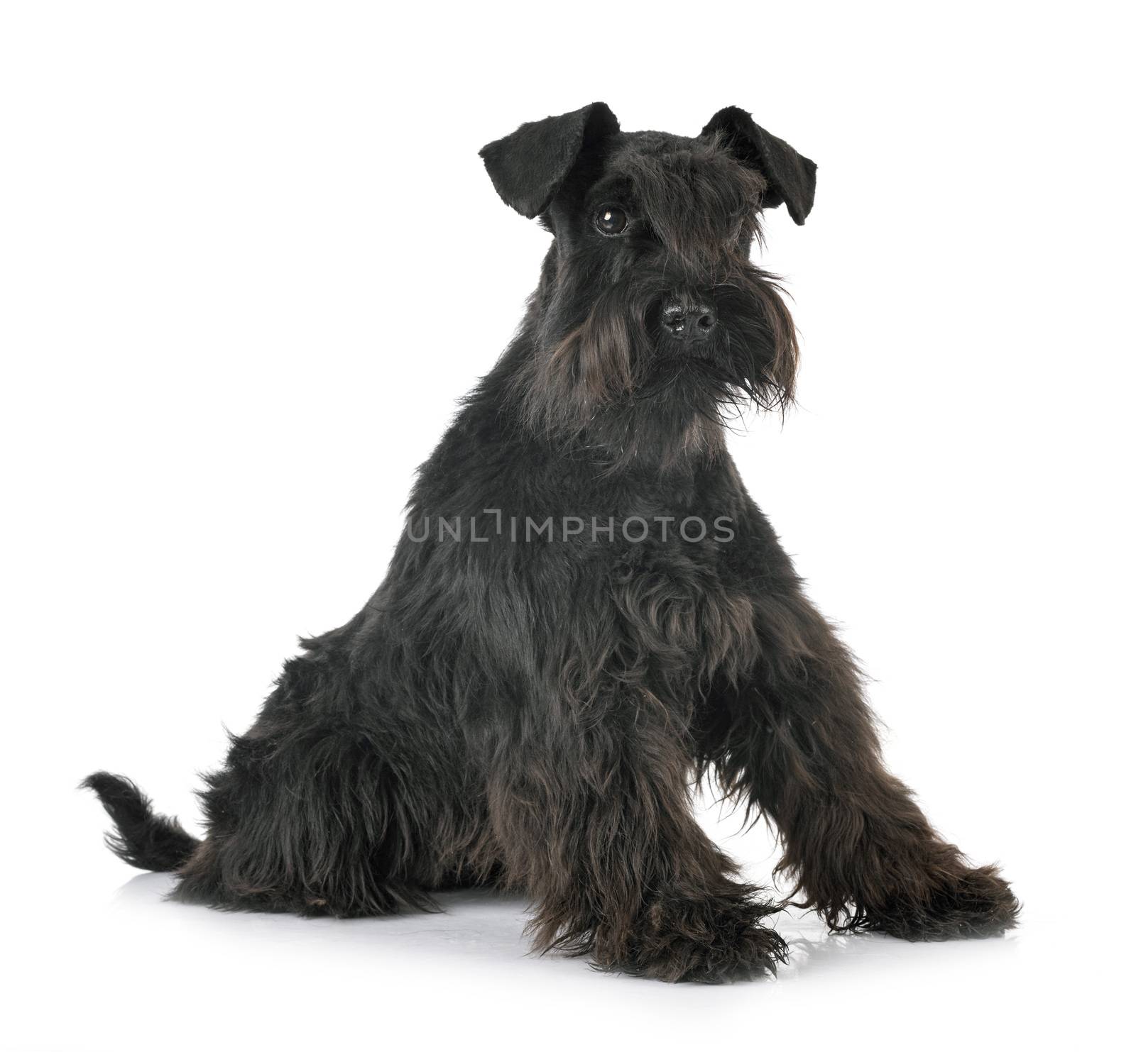 miniature schnauzer in front of white background