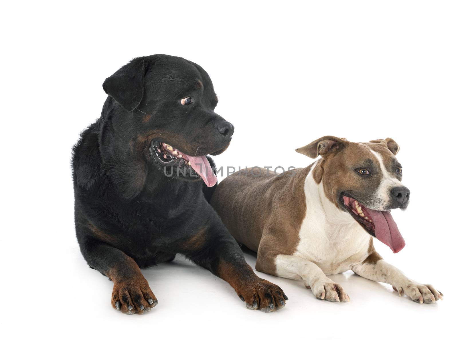 american staffordshire terrier and rottweiler in front of white background